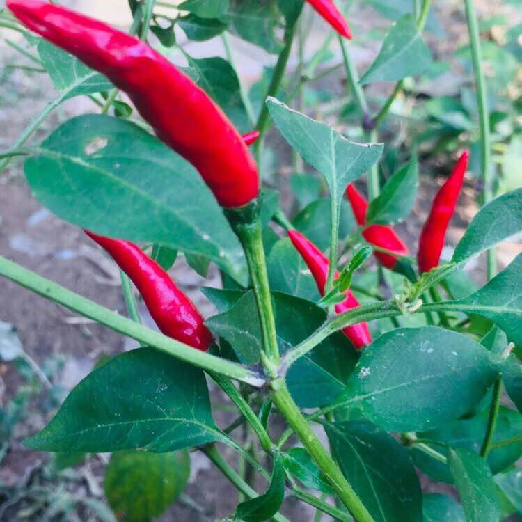 潇潇洒洒 post 1