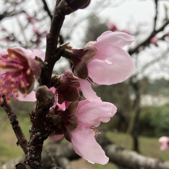 來～來～來 post 2