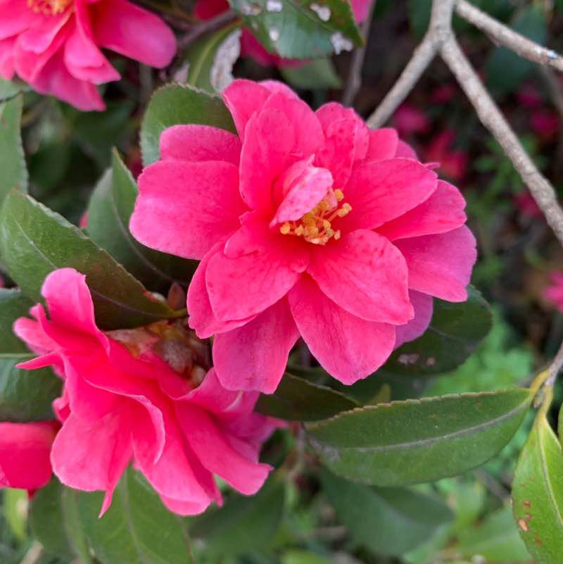 rosy Jiang post 1