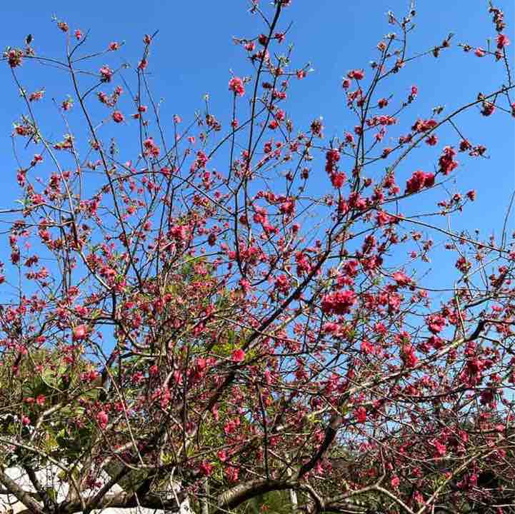 🇨🇳何乐 post 2