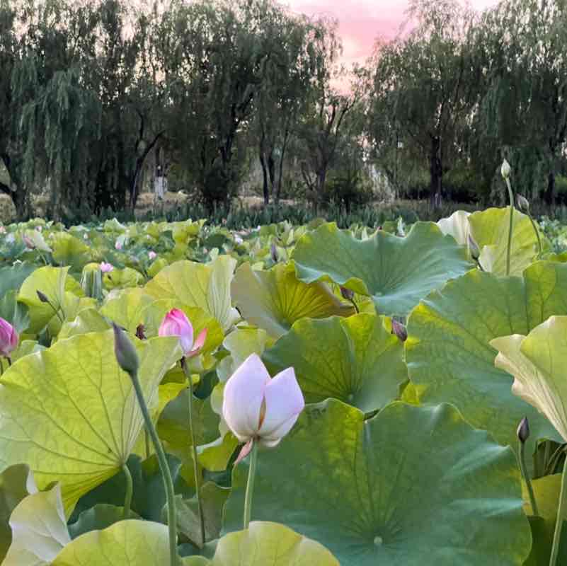 老夫子 post 3