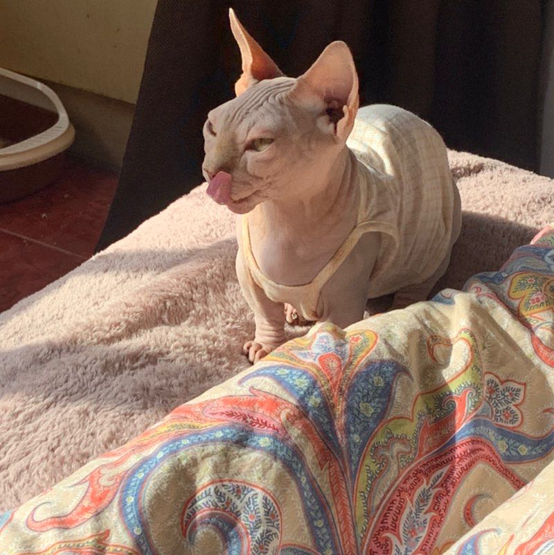 飞天神兔超能力百分百