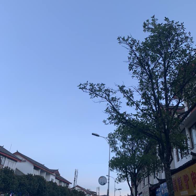 若古山舍纯料古树茶 post 1