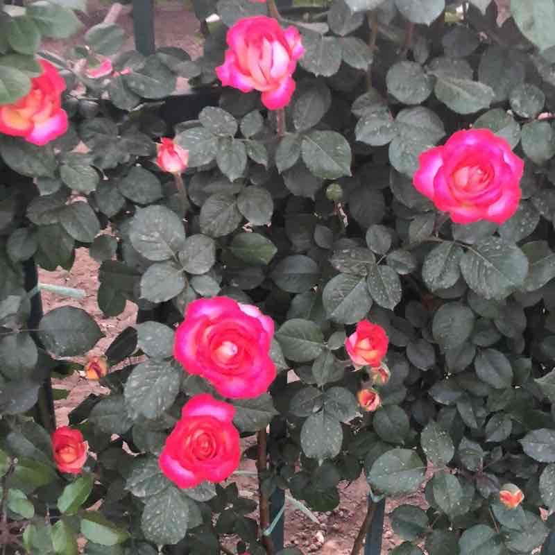 平凡人 post 1