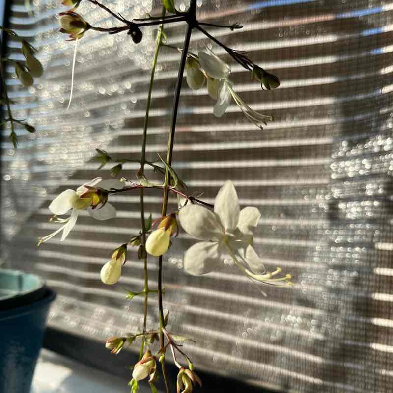 瑜伽更好的自己 post 1