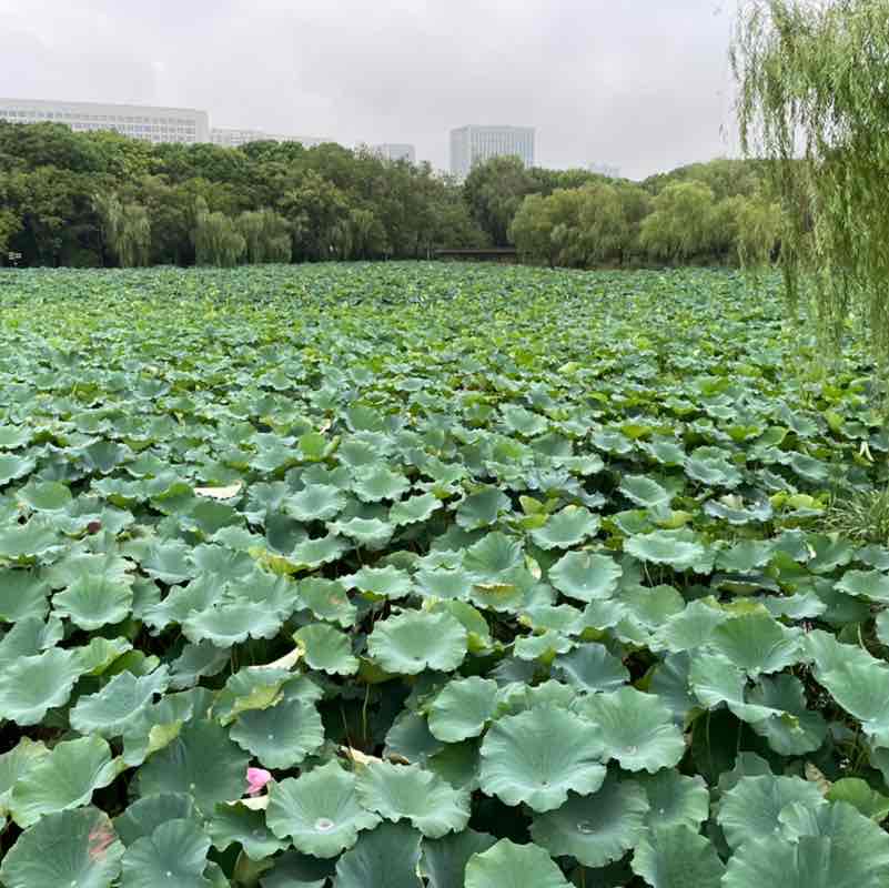 wei xin post 3