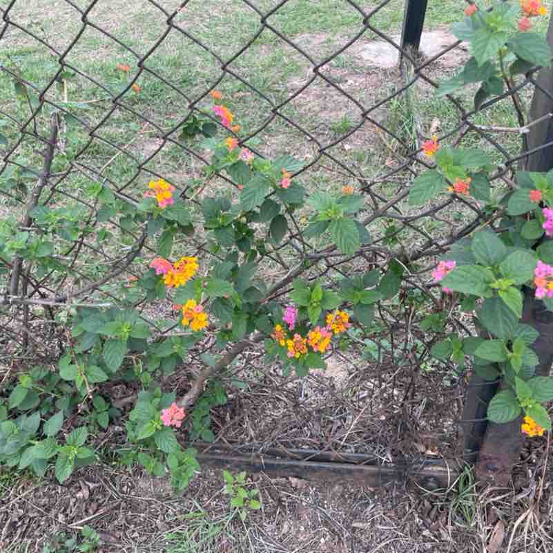 紅豆 post 3