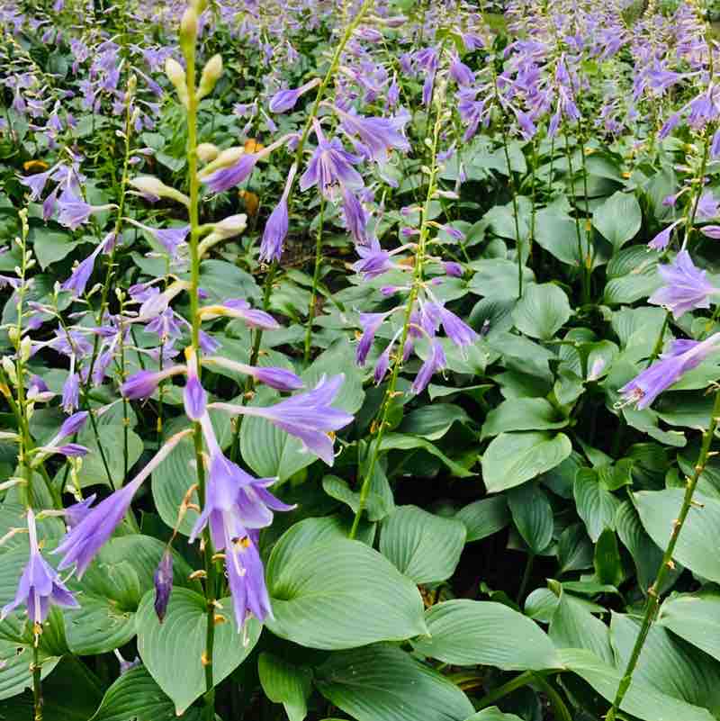 ✨ 💃 曼珠沙华 🌺 post 1