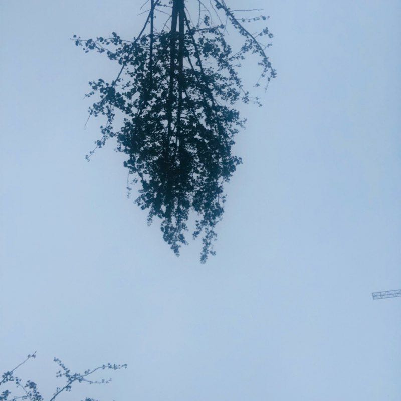 ✨ 💃 曼珠沙华 🌺 post 1