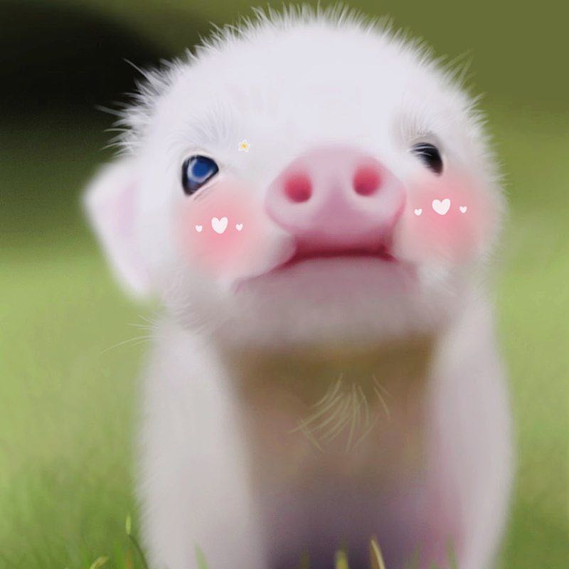 林芃宏（小猪）