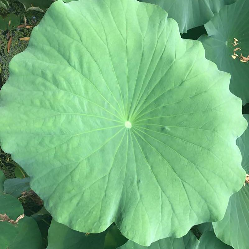 晨光 post 2