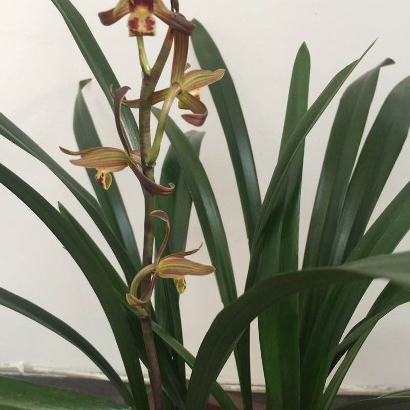 飘舞的雪花 post 1