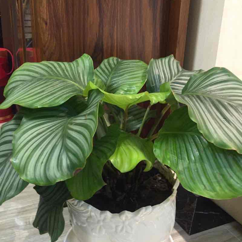 飘舞的雪花 post 2