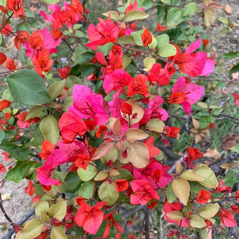 华平🇨🇳 post 3