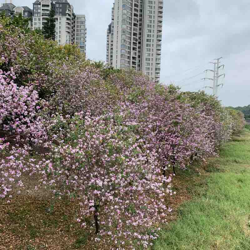 华平🇨🇳 post 3