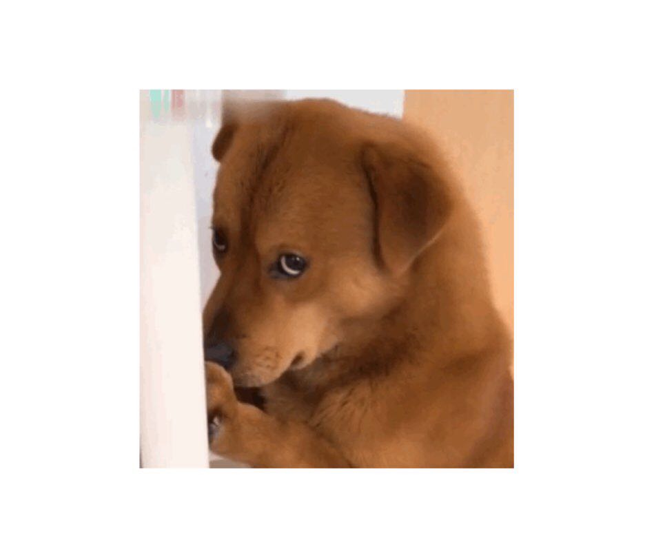 王大欣