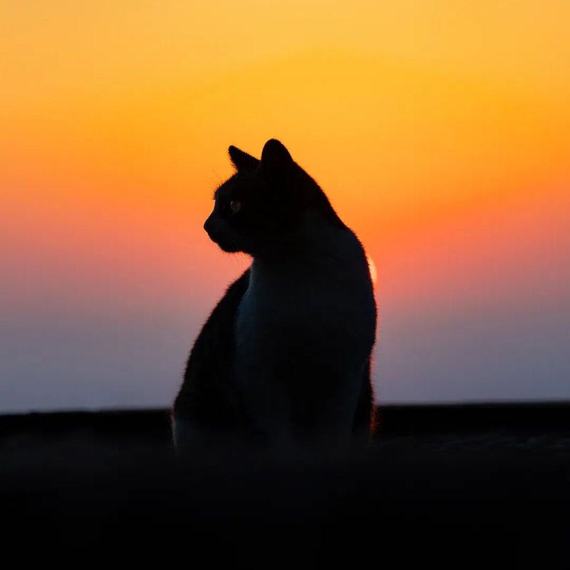 手把方向盘的猫