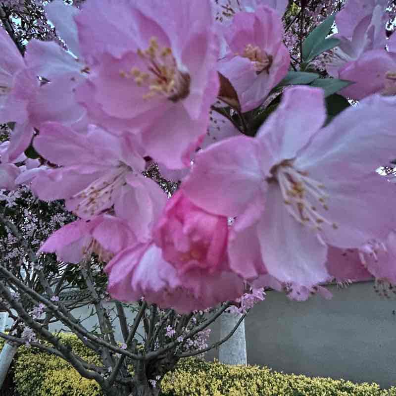 棒棒糖 post 1