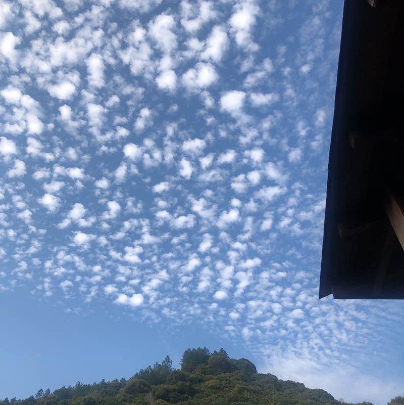 枝枝 post 2