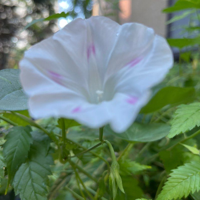 清华大学杞色酸奶 post 1