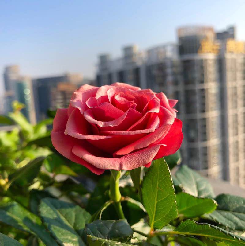 雪花儿 post 2