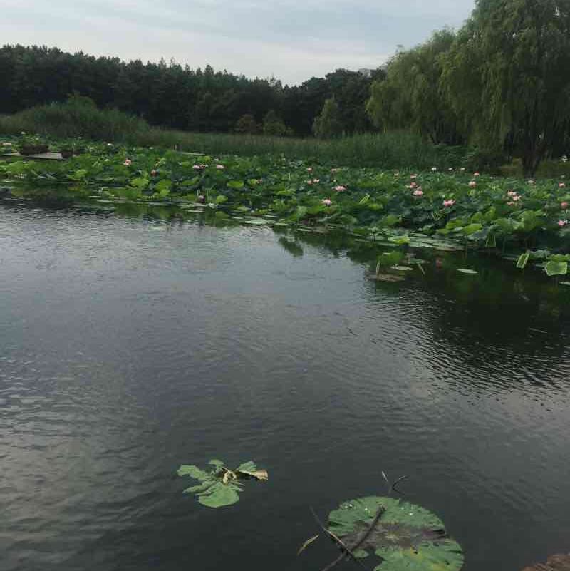 敏敏 post 2