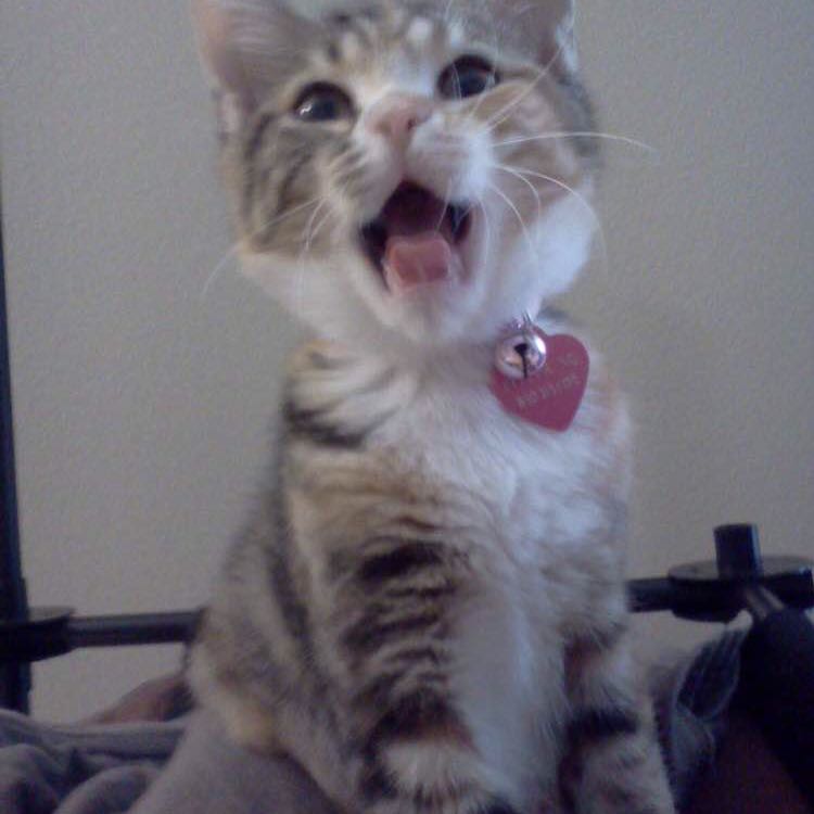 Skye Golden Retriever 🐱🐶 post 1