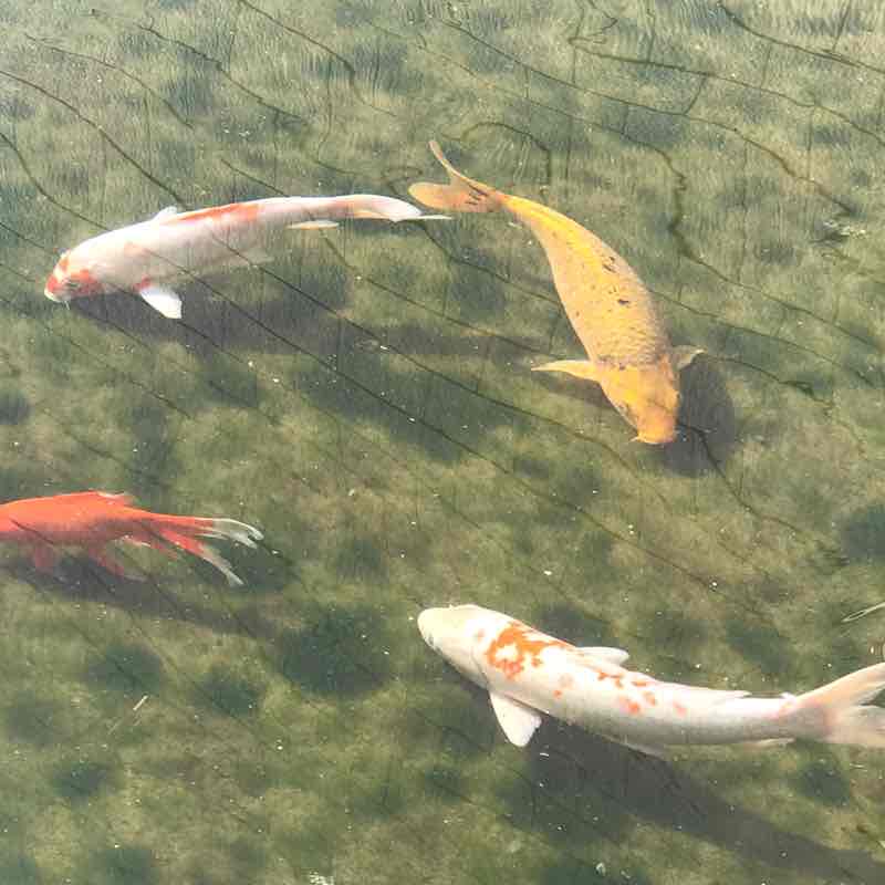丝路花语 post 1