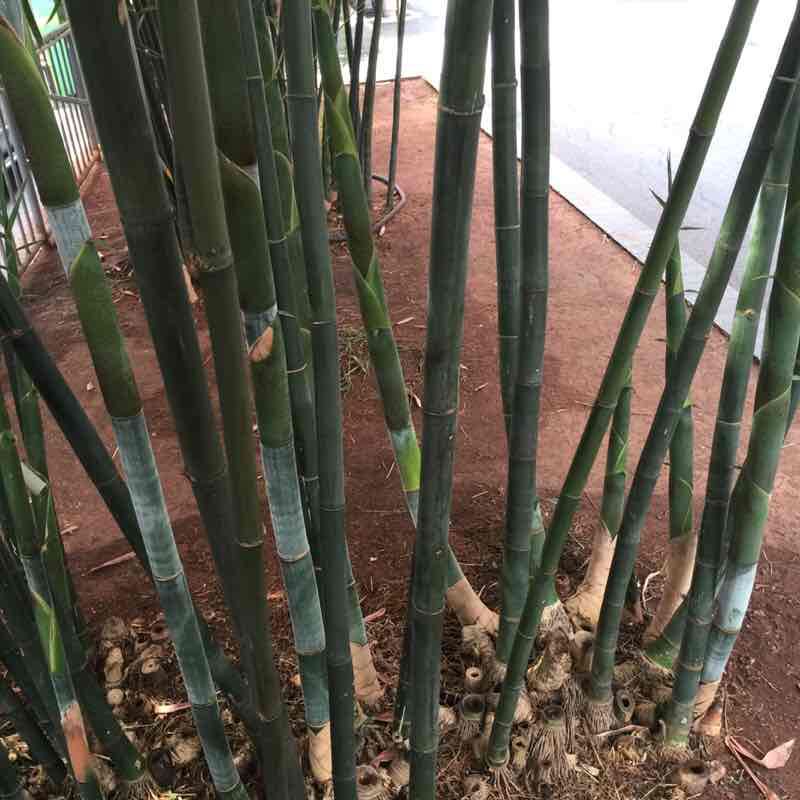 大吉大利 post 1