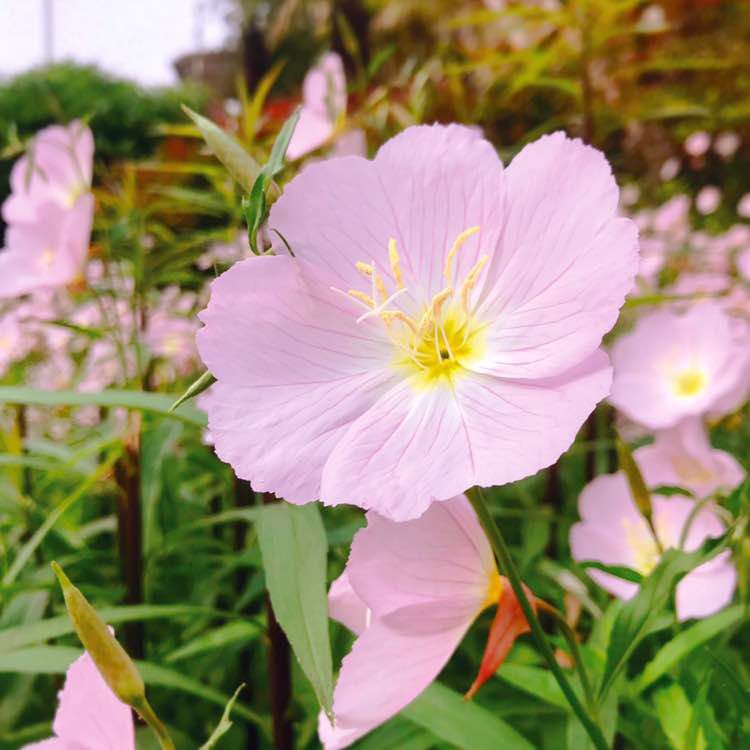 郁离 post 1